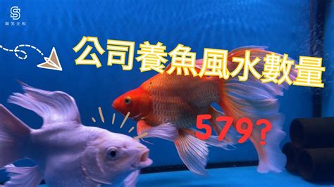 風水養魚數量|養魚招財：最佳魚隻數量